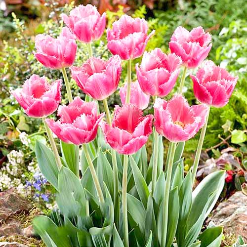 Лале Dallas изображение 1 артикул 67694