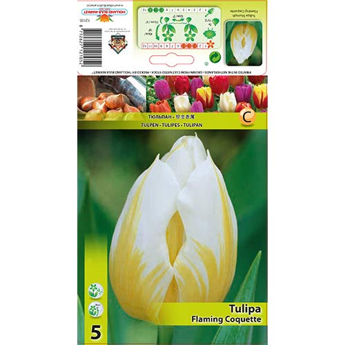 Лале Flaming Coquette артикул фото 1 Лале Flaming Coquette изображение 1 артикул 68088