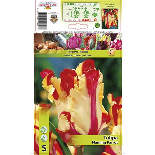 Лале Flaming Parrot артикул фото 1 Лале Flaming Parrot изображение 1 артикул 67853