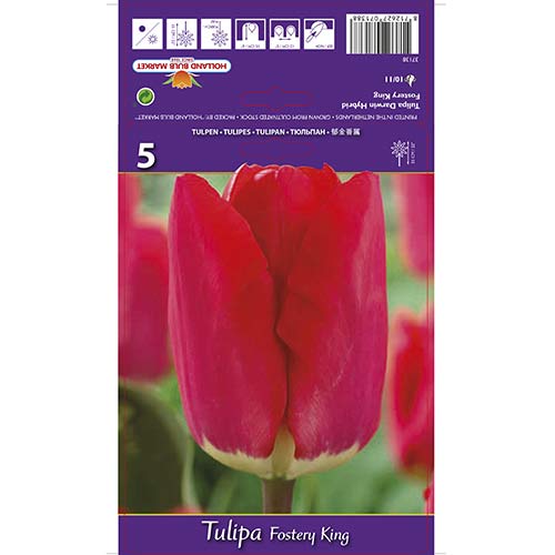 Лале Fostery King артикул фото 1 Лале Fostery King изображение 1 артикул 67856