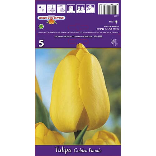 Лале Golden Parade артикул фото 1 Лале Golden Parade изображение 1 артикул 67715