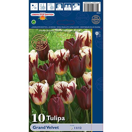 Лале Grand Velvet артикул фото 1 Лале Grand Velvet изображение 1 артикул 68033