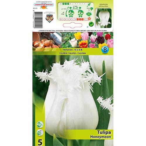 Лале Honeymoon изображение 1 артикул 68078