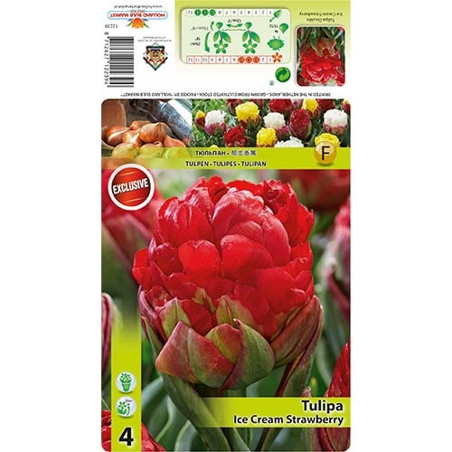 Лале Ice Cream Strawberry артикул фото 1 Лале Ice Cream Strawberry изображение 1 артикул 68403