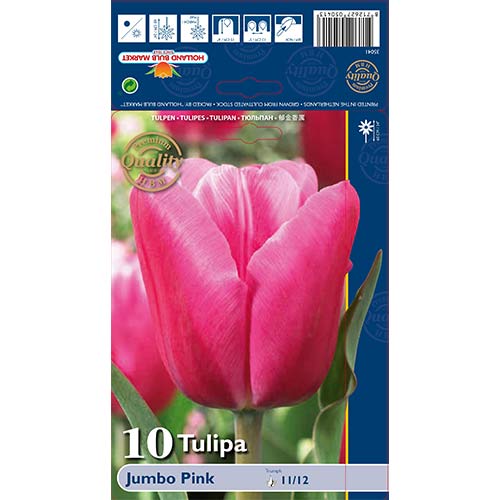 Лале Jumbo Pink изображение 1 артикул 67726