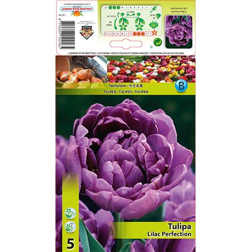 Лале Lilac Perfection артикул фото 1 Лале Lilac Perfection изображение 1 артикул 67460