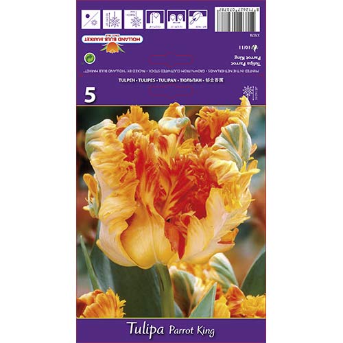 Лале Parrot King артикул фото 1 Лале Parrot King изображение 1 артикул 67801