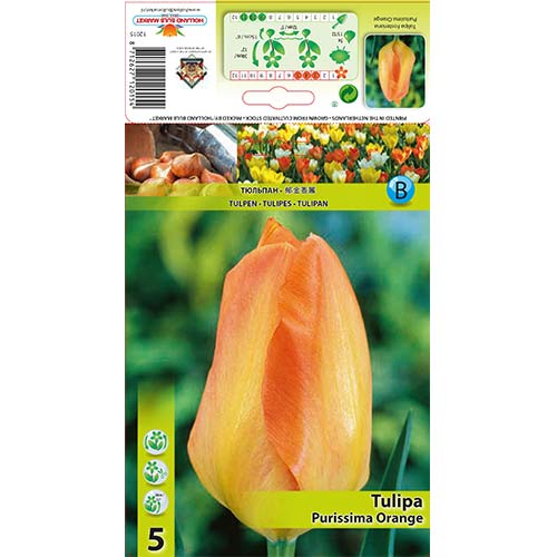 Лале Purissima Orange артикул фото 1 Лале Purissima Orange изображение 1 артикул 67782