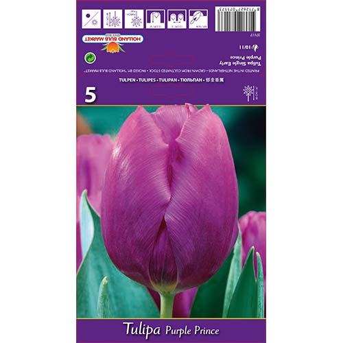Лале Purple Prince артикул фото 1 Лале Purple Prince изображение 1 артикул 67791