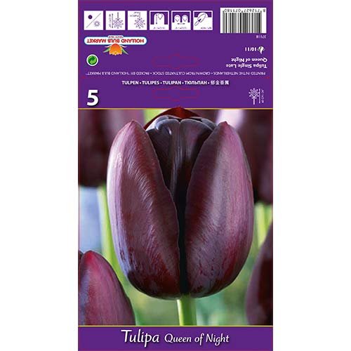 Лале Queen of Night артикул фото 1 Лале Queen of Night изображение 1 артикул 67741
