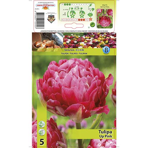 Лале Up Pink артикул фото 1 Лале Up Pink изображение 1 артикул 67686