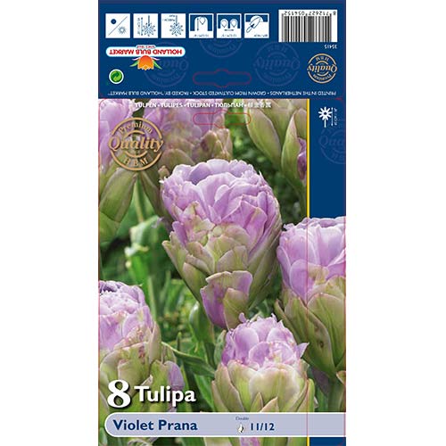 Лале Violet Prana артикул фото 1 Лале Violet Prana изображение 1 артикул 68119