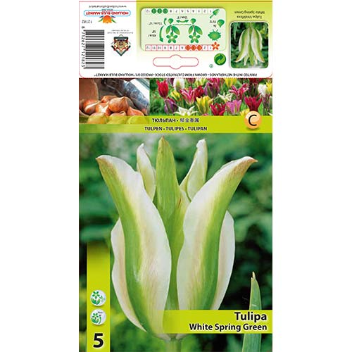 Лале White Spring Green артикул фото 1 Лале White Spring Green изображение 1 артикул 67850