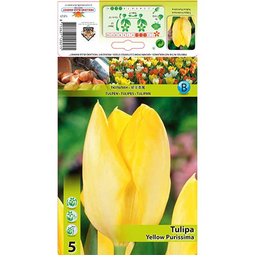 Лале Yellow Purissima артикул фото 1 Лале Yellow Purissima изображение 1 артикул 67734