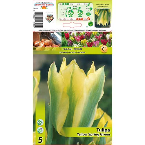 Лале Yellow Spring Green изображение 1 артикул 67735