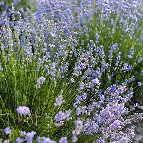 Лавандула обикновена Granny's Bouquet, P9 изображение 1 артикул 1593