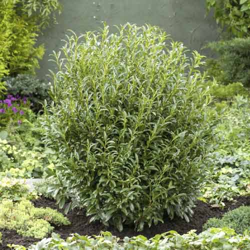 Лавровишна (Prunus laurocerasus) Sofia PBR, С3 изображение 1 артикул 8570