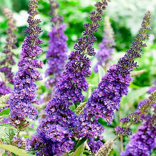 Летен люляк African Quenn изображение 1 артикул 4714