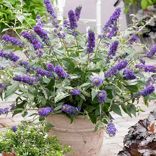 Летен люляк Blue Chip изображение 1 артикул 4715