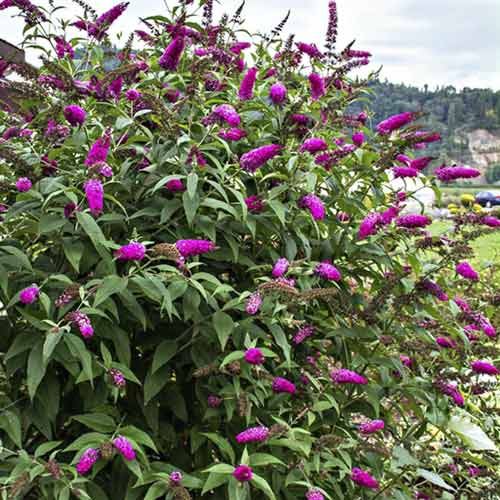 Летен люляк Miss Ruby PBR, С3 изображение 1 артикул 8514