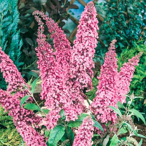 Buddleja Dawida Pink Delight, С2 изображение 1 артикул 8207