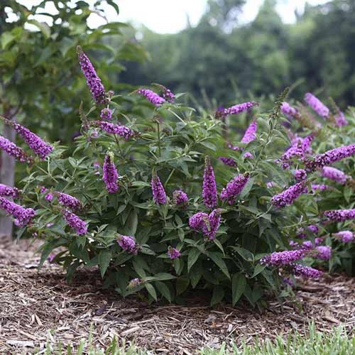 Летен люляк Pink Micro Chip PBR, С3 изображение 1 артикул 8516