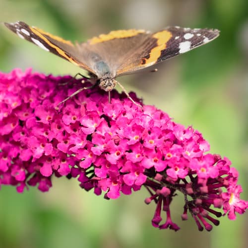 Летен люляк Royal Red, P9 изображение 1 артикул 9011