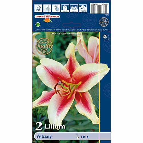 Лилиум Albany изображение 1 артикул 70232