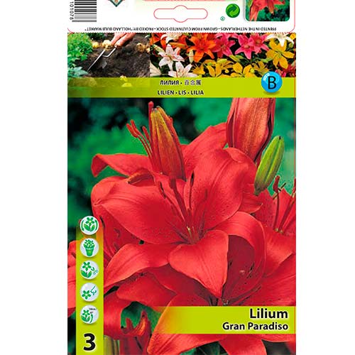 Лилиум Gran Paradiso изображение 1 артикул 76467