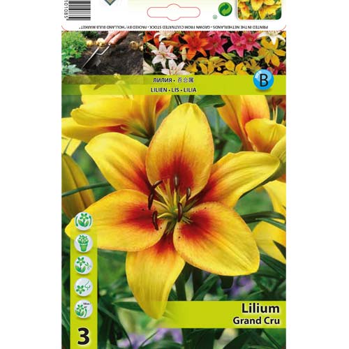 Лилиум Grand Cru изображение 1 артикул 76468