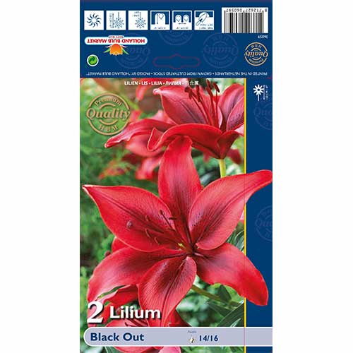 Лилиум Black Out изображение 1 артикул 67387