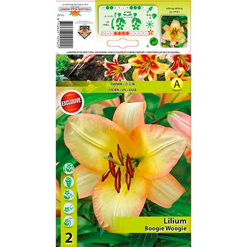 Лилиум Boogie Woogie изображение 1 артикул 70423