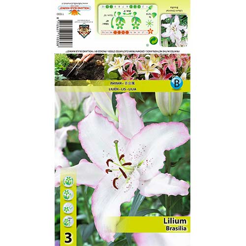 Лилиум Brasilia артикул фото 1 Лилиум Brasilia изображение 1 артикул 70424