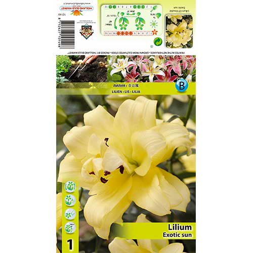 Лилиум Exotic Sun изображение 1 артикул 70429