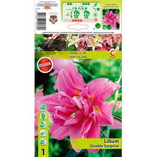 Лилиум източен Double Surprise изображение 1 артикул 76307