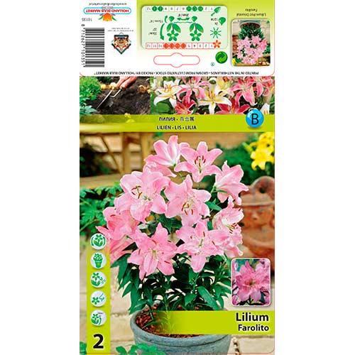 Лилиум източен Farolito изображение 1 артикул 76308