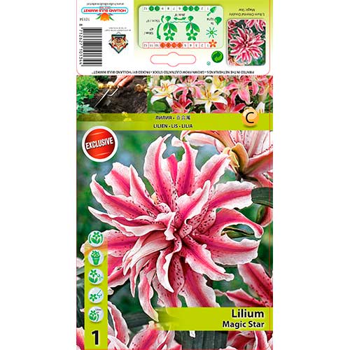 Лилиум източен Magic Star изображение 1 артикул 76314
