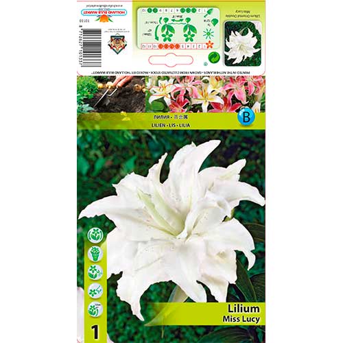 Лилиум източен orientalna Miss Lucy изображение 1 артикул 76316