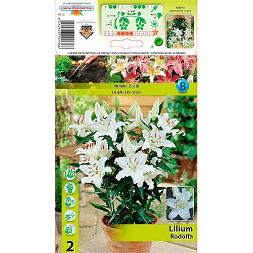 Лилиум източен Rodolfa артикул фото 1 Лилиум източен Rodolfa изображение 1 артикул 76607