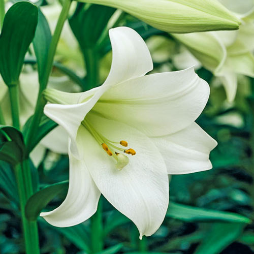 Лилиум Jules Verne изображение 1 артикул 70432