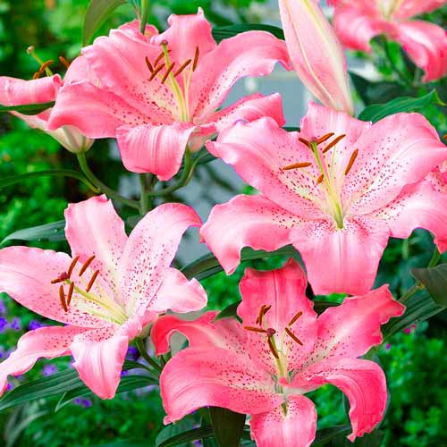 Лилиум Key West изображение 1 артикул 70433