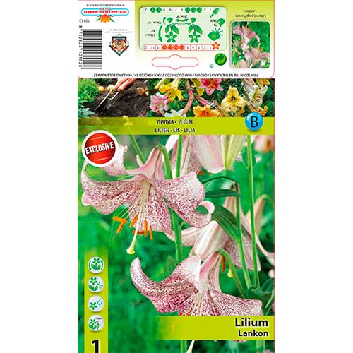 Лилиум Lankon изображение 1 артикул 76312