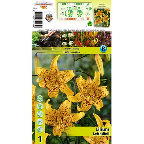 Лилиум Leichtlinii изображение 1 артикул 70434