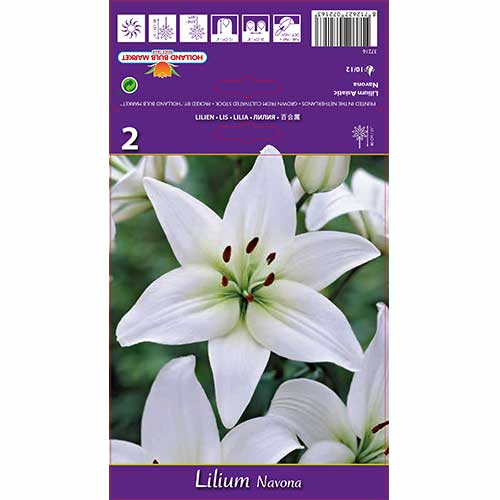 Лилиум Navona изображение 1 артикул 70211