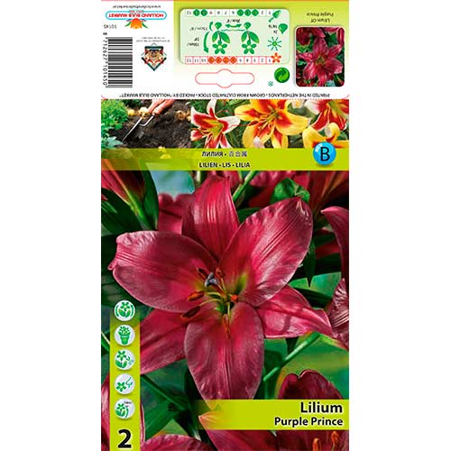 Лилиум Purple Prince изображение 1 артикул 76319