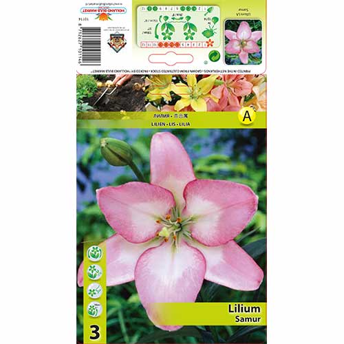 Лилиум Samur изображение 1 артикул 70274