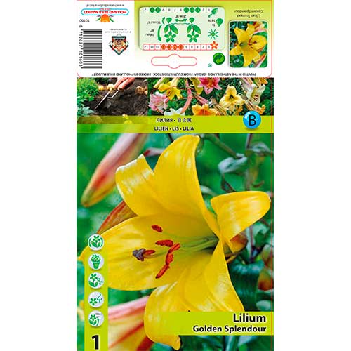 Лилиум тръбна Golden Splendour изображение 1 артикул 76309
