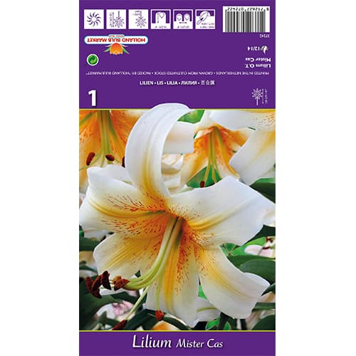 Лилия Mister Cas изображение 1 артикул 77841