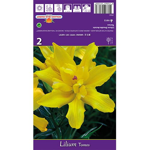 Лилия Tomos изображение 1 артикул 77839