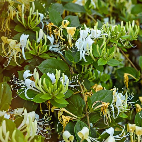 Lonicera periclymenum Graham Thomas, С2 артикул фото 1 Lonicera periclymenum Graham Thomas, С2 изображение 1 артикул 7787